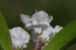 Mountain laurel